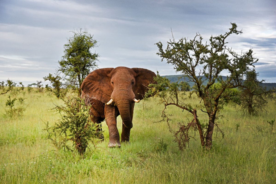 Premium Textil-Leinwand Elefant