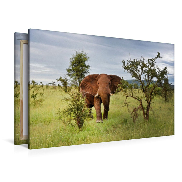 Premium Textil-Leinwand Elefant