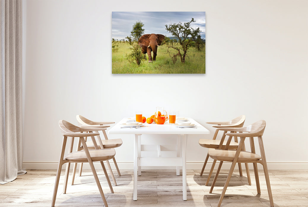 Premium Textil-Leinwand Elefant