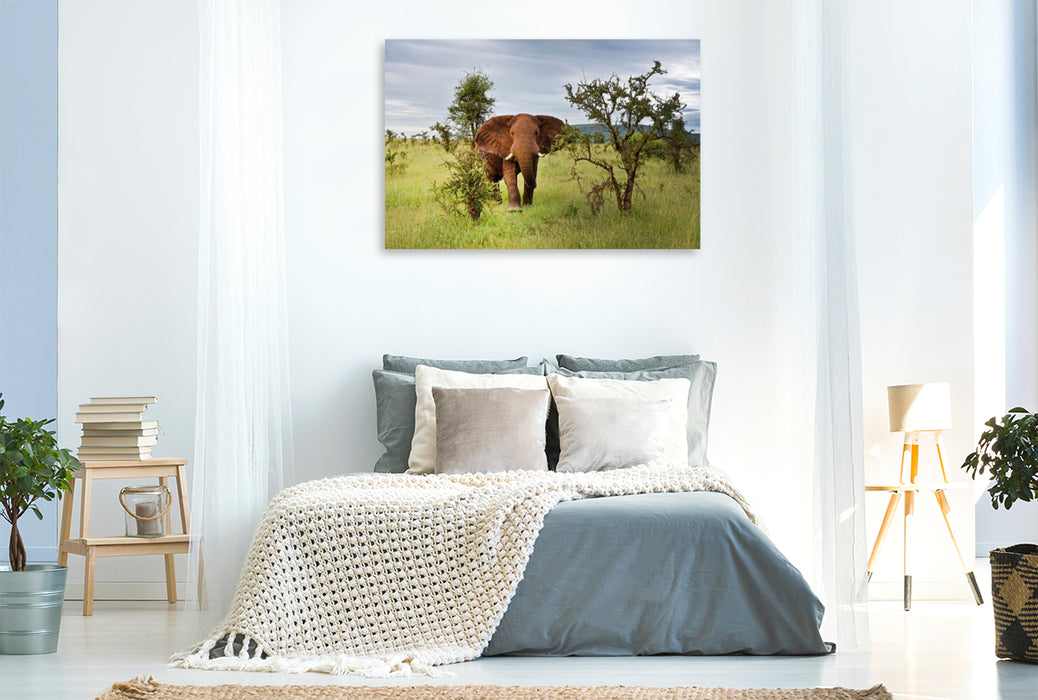 Premium Textil-Leinwand Elefant
