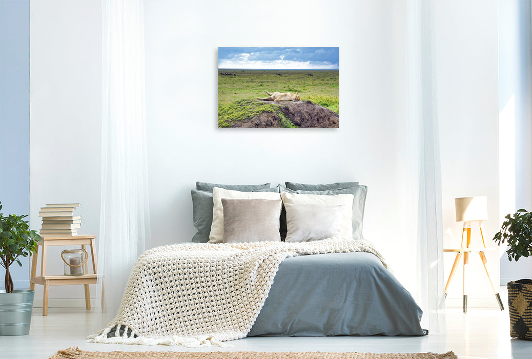 Premium Textil-Leinwand Löwin