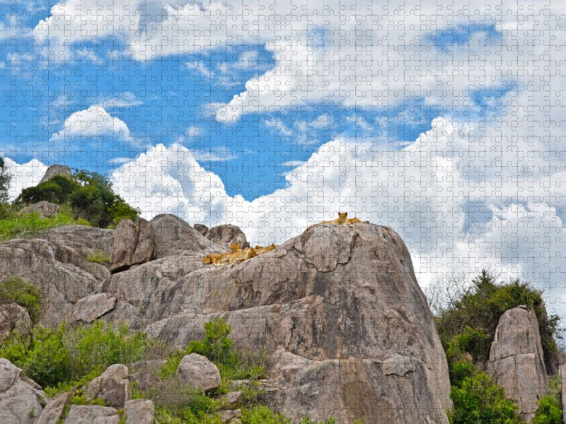 Löwenkinder - CALVENDO Foto-Puzzle'