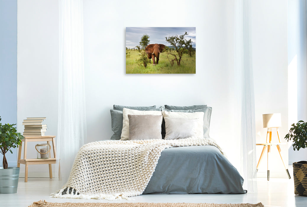Premium Textil-Leinwand Elefant