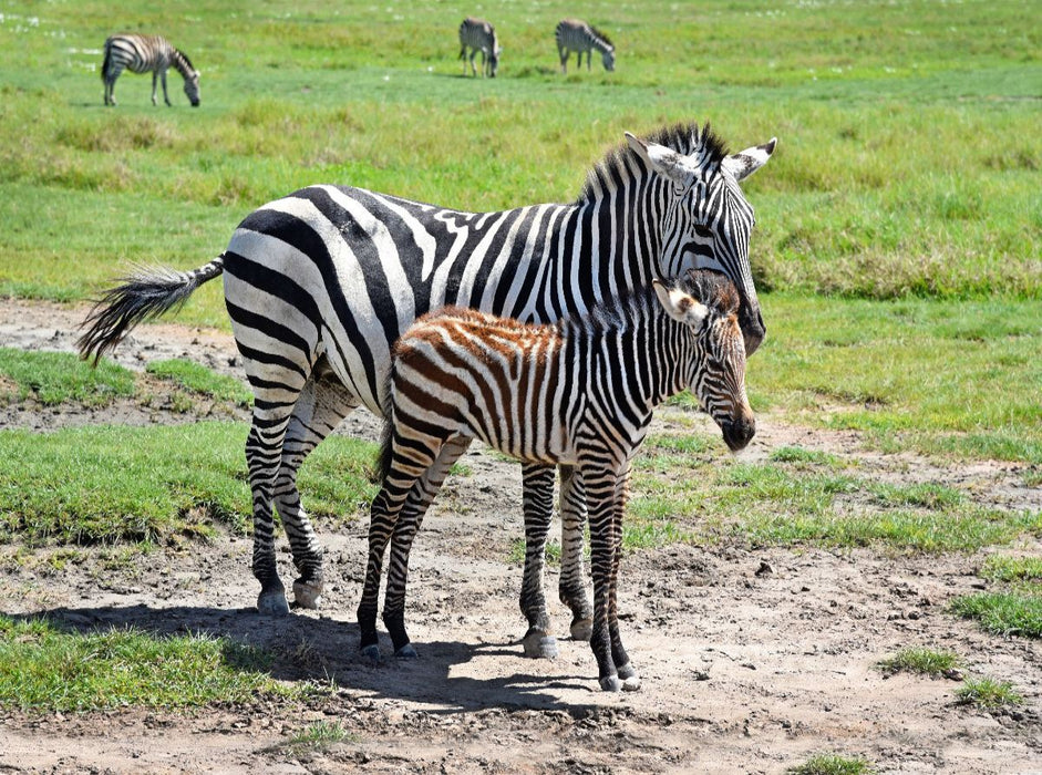 Zebras - CALVENDO Foto-Puzzle'