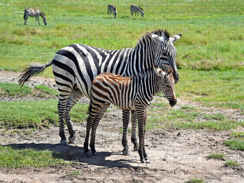 Zebras - CALVENDO Foto-Puzzle'