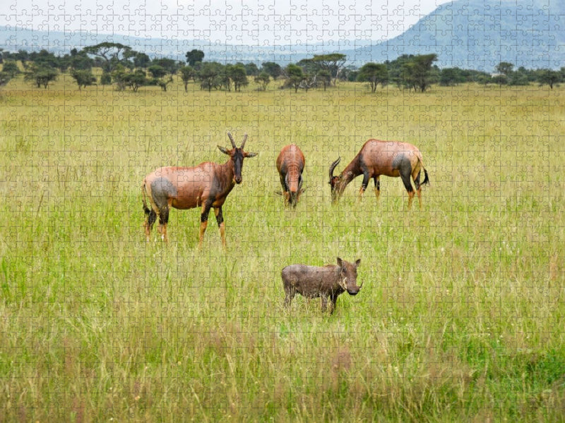 Antilopen und Warzenschwein - CALVENDO Foto-Puzzle'