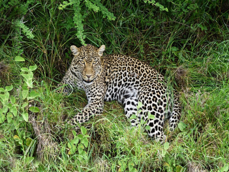 Leopardin - CALVENDO Foto-Puzzle'