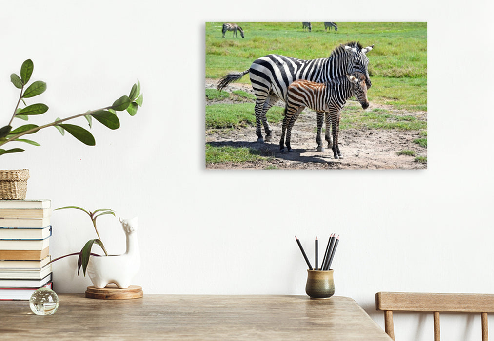 Premium Textil-Leinwand Zebras