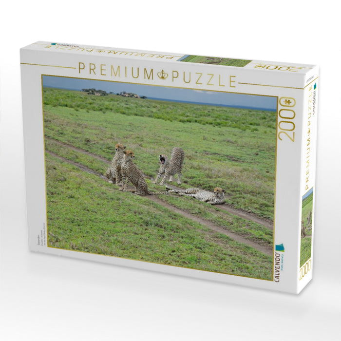 Geparden - CALVENDO Foto-Puzzle'