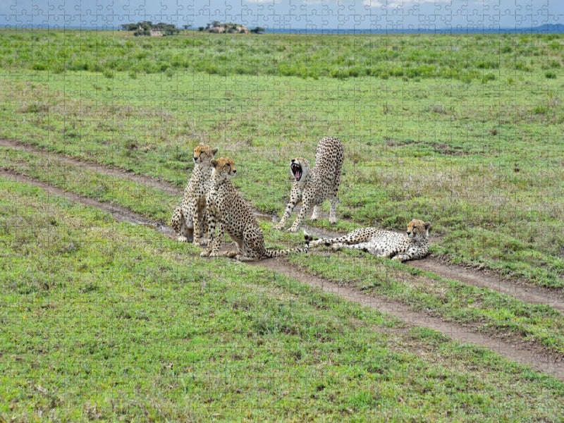 Geparden - CALVENDO Foto-Puzzle'