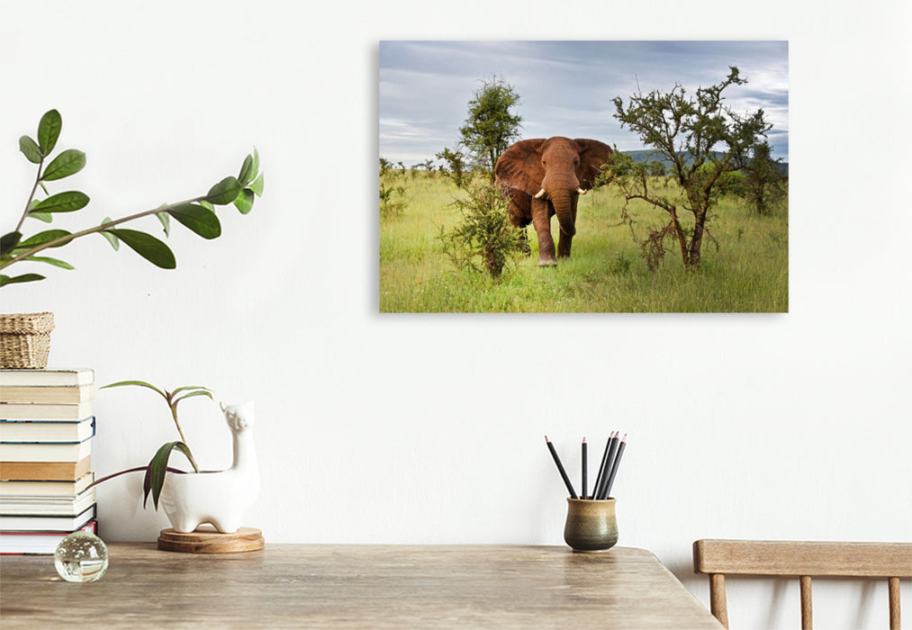 Premium Textil-Leinwand Elefant