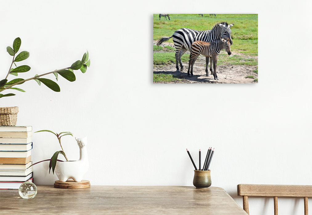 Premium Textil-Leinwand Zebras
