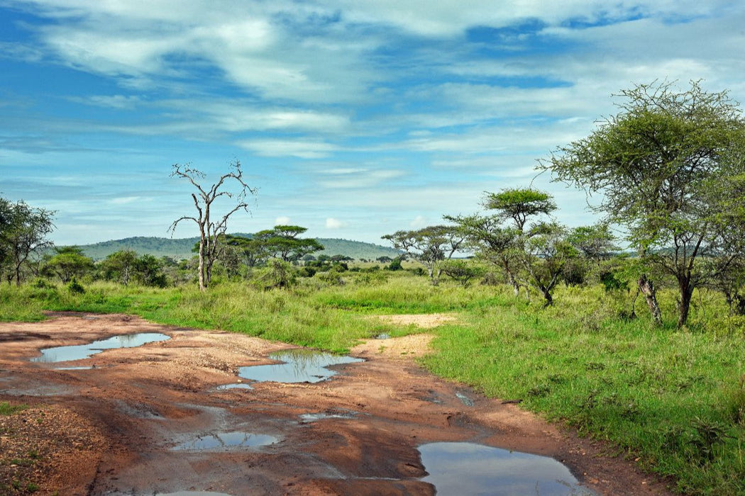 Premium Textil-Leinwand Tarangire-Nationalpark