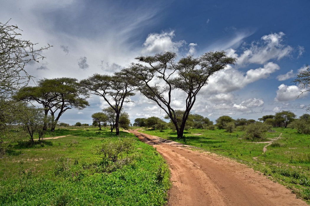 Premium Textil-Leinwand Tarangire-Nationalpark
