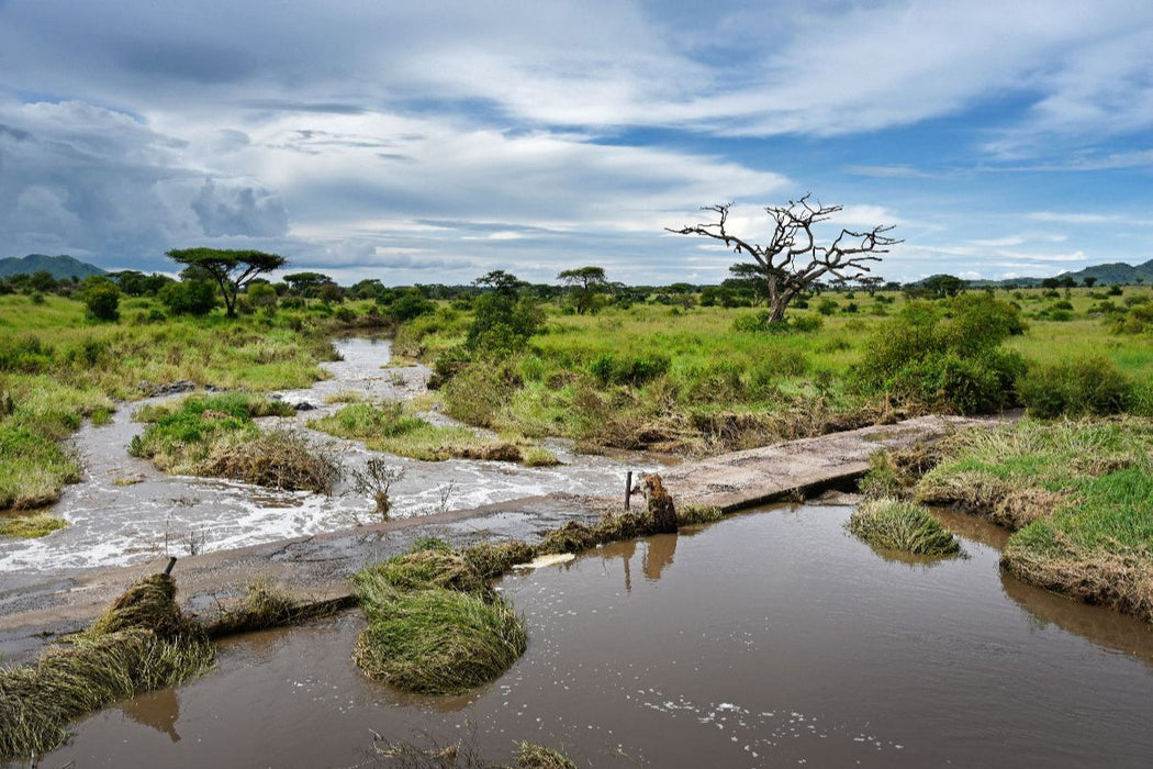 Premium Textil-Leinwand Serengeti-Nationalpark
