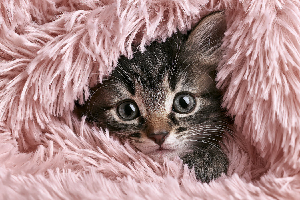 Premium Textil-Leinwand Verstecken? Ich doch nicht!