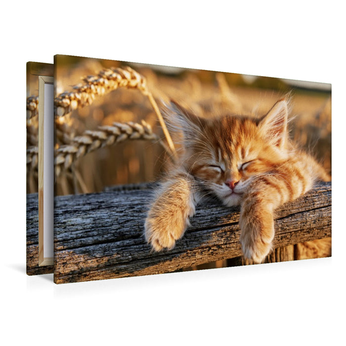 Premium Textil-Leinwand Mittagsschlaf mit Aussicht