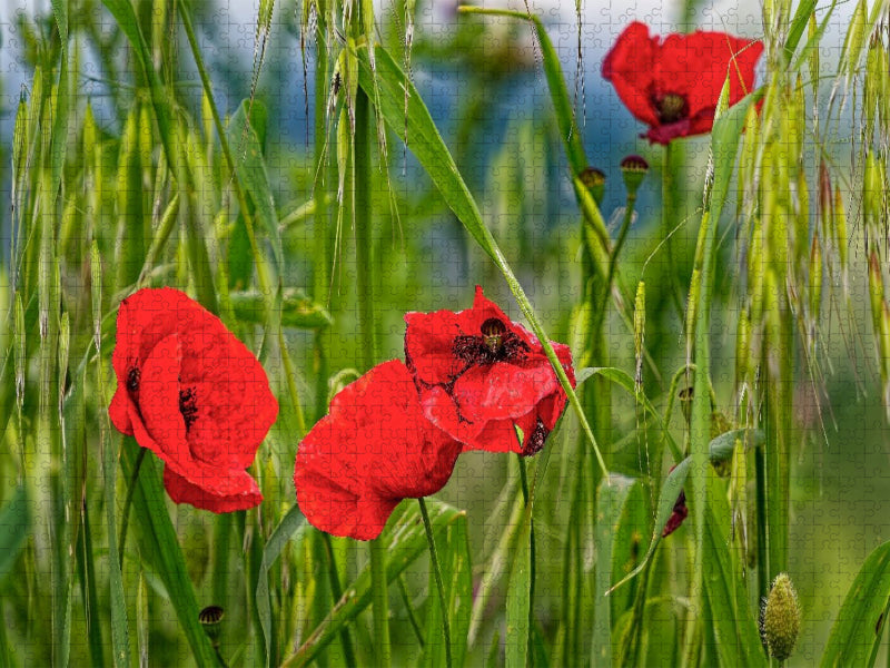 Klatschmohn im toskanischen Wind - CALVENDO Foto-Puzzle'