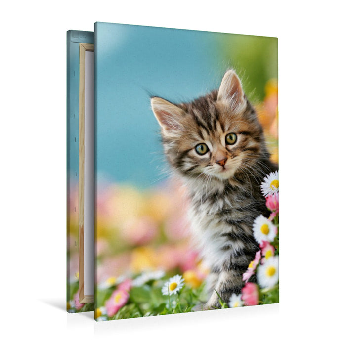 Premium Textil-Leinwand Ein Motiv aus dem Kalender Spaß mit Katzen