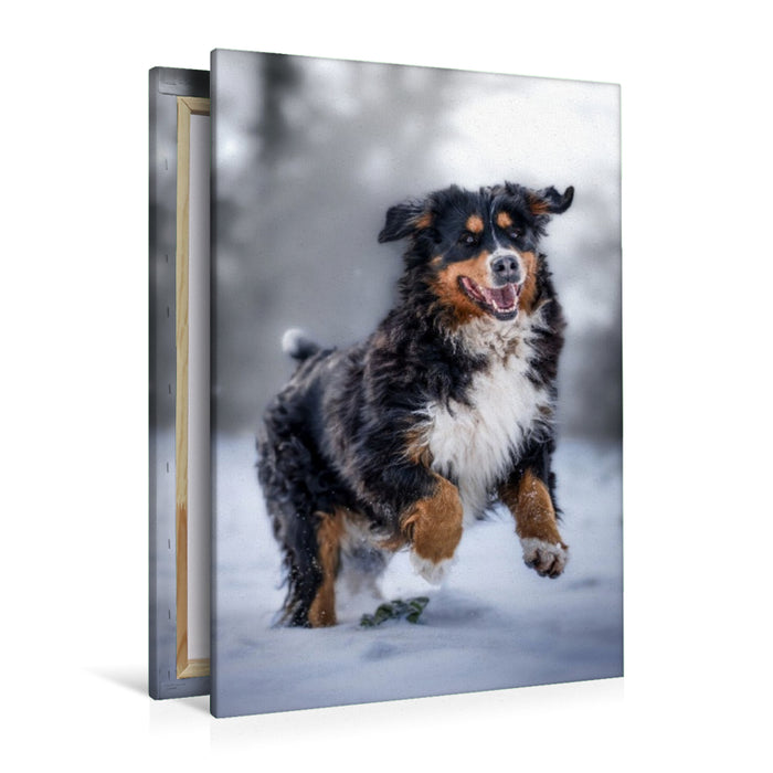 Premium Textil-Leinwand Berner Sennehund tobt im Schnee