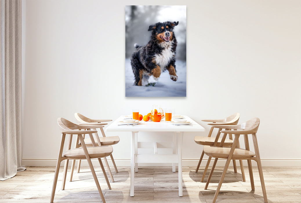 Premium Textil-Leinwand Berner Sennehund tobt im Schnee
