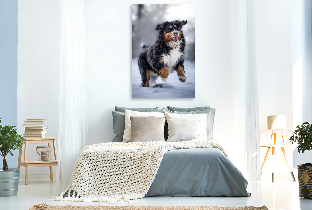 Premium Textil-Leinwand Berner Sennehund tobt im Schnee