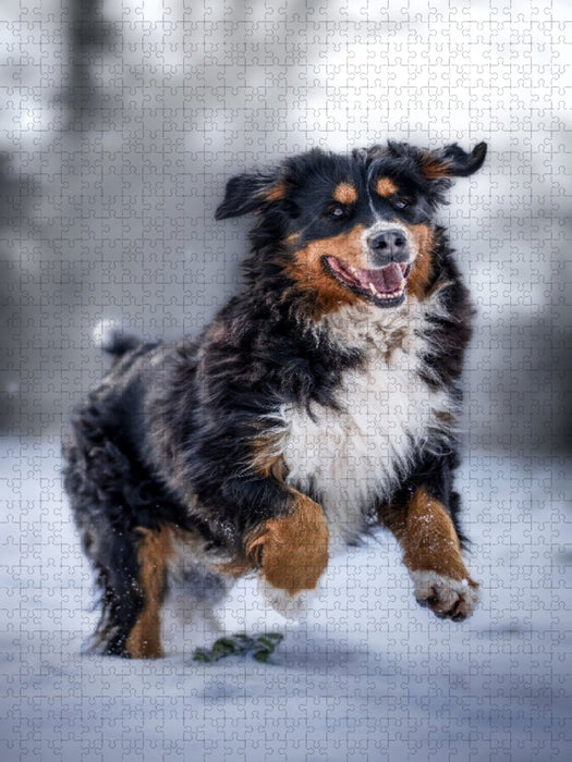Berner Sennehund tobt im Schnee - CALVENDO Foto-Puzzle'