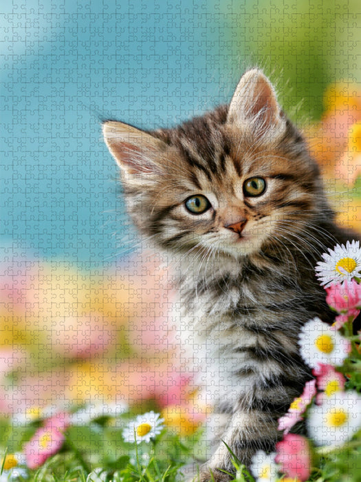 Ein Motiv aus dem Kalender Spaß mit Katzen - CALVENDO Foto-Puzzle'