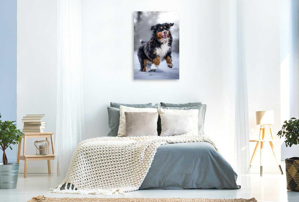 Premium Textil-Leinwand Berner Sennehund tobt im Schnee
