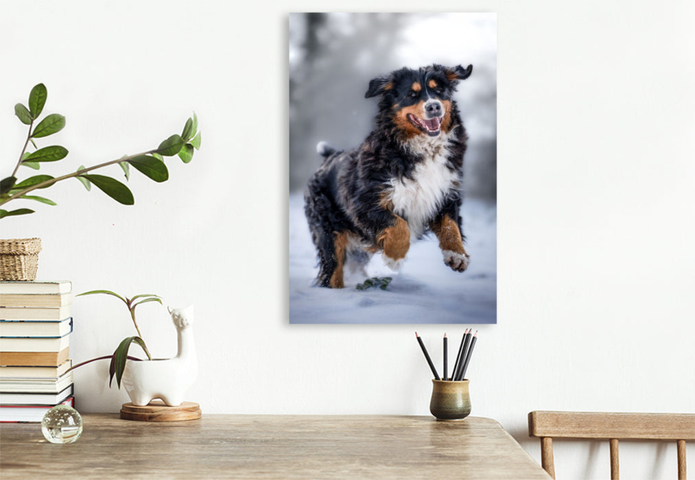 Premium Textil-Leinwand Berner Sennehund tobt im Schnee