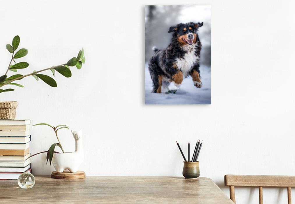 Premium Textil-Leinwand Berner Sennehund tobt im Schnee