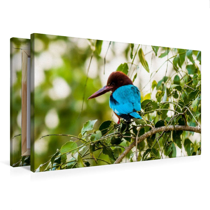 Premium Textil-Leinwand Weißkehlen Eisvogel