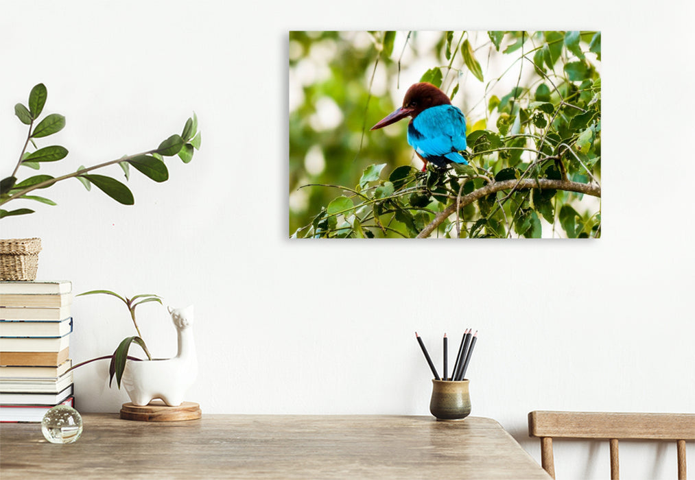 Premium Textil-Leinwand Weißkehlen Eisvogel