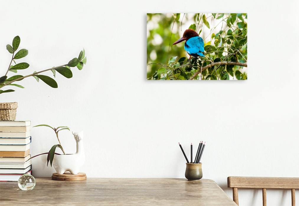Premium Textil-Leinwand Weißkehlen Eisvogel