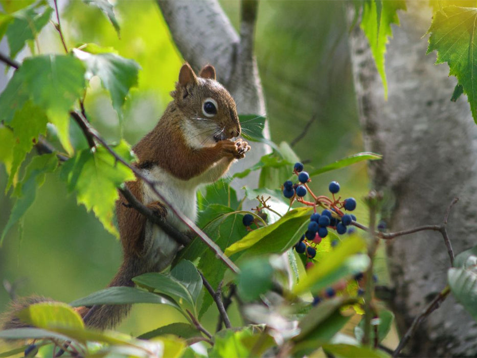 Eichhörnchen zwischen Blättern und Beeren - CALVENDO Foto-Puzzle'
