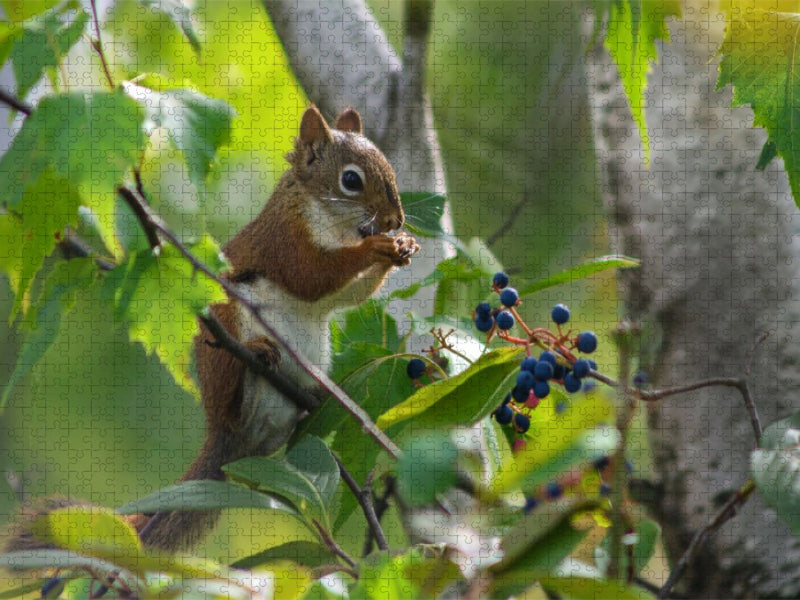 Eichhörnchen zwischen Blättern und Beeren - CALVENDO Foto-Puzzle'