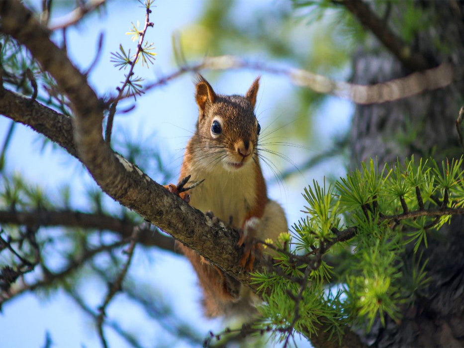 Eichhörnchen zwischen den Lärchenzweigen - CALVENDO Foto-Puzzle'