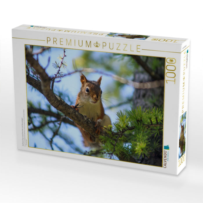 Eichhörnchen zwischen den Lärchenzweigen - CALVENDO Foto-Puzzle'