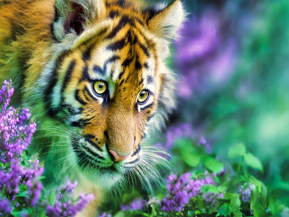 Ein Motiv aus dem Kalender Wild.Edel.Stark. - Im Bann der Tiger - CALVENDO Foto-Puzzle'