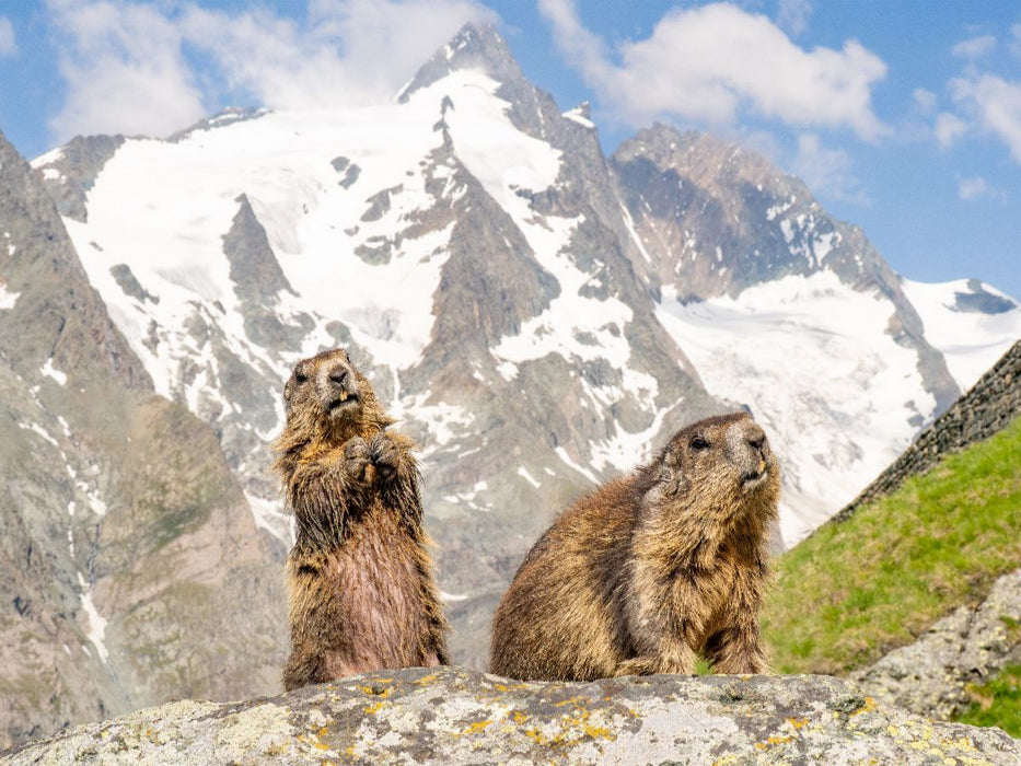 Murmeltiere am Großglockner - CALVENDO Foto-Puzzle'