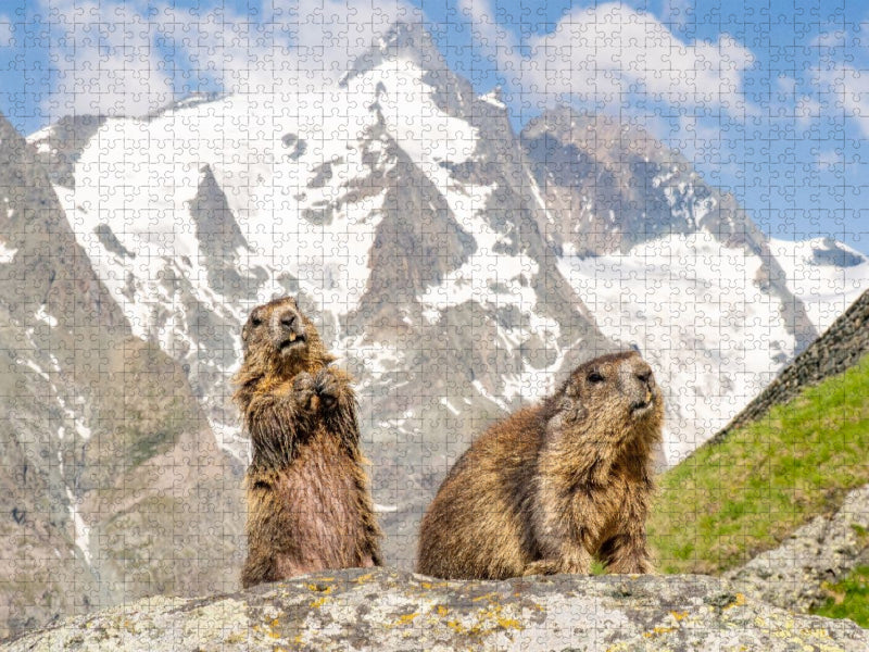 Murmeltiere am Großglockner - CALVENDO Foto-Puzzle'