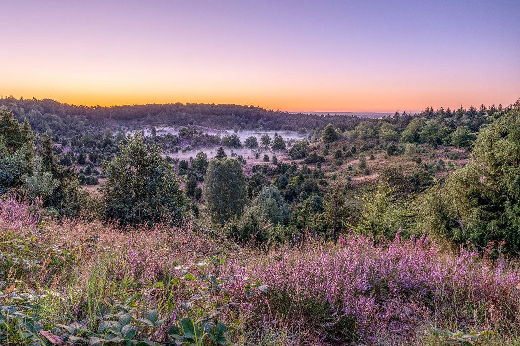 Premium Textil-Leinwand Der Totengrund in der Lüneburger Heide
