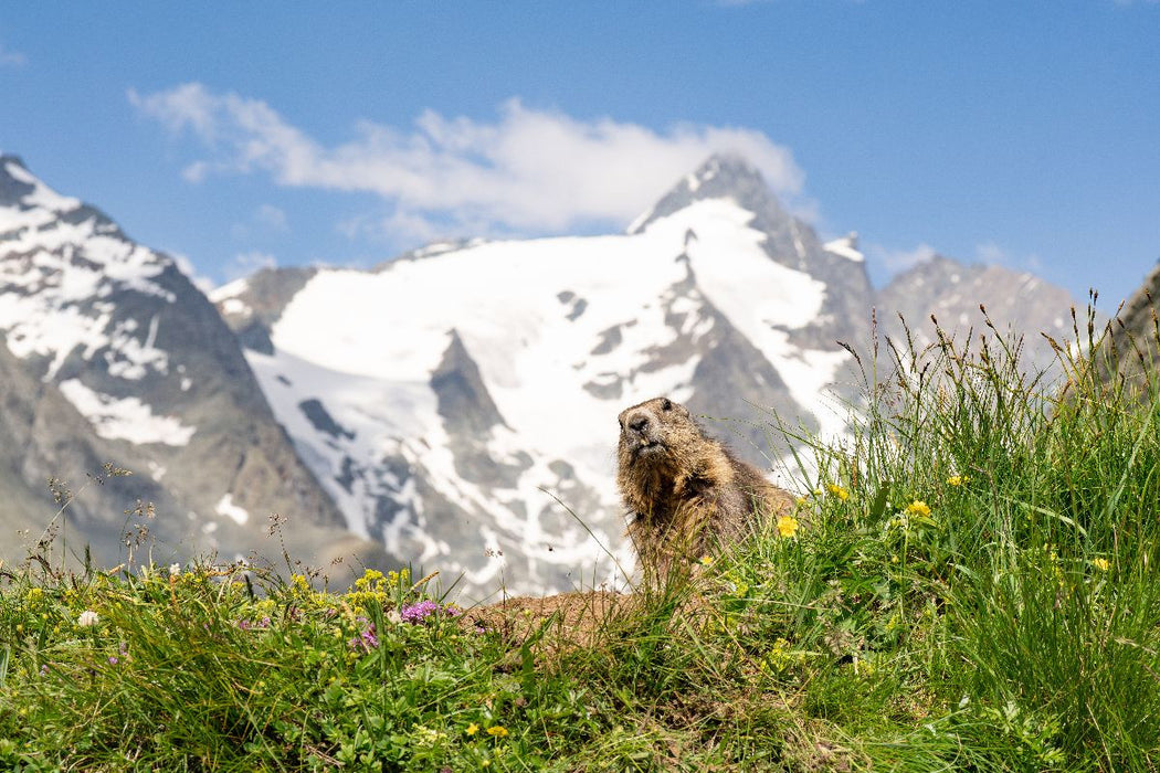Premium Textil-Leinwand Ein Motiv aus dem Kalender Mankei Momente am Großglockner- Murmeltiere auf der Franz-Josefs-Höhe