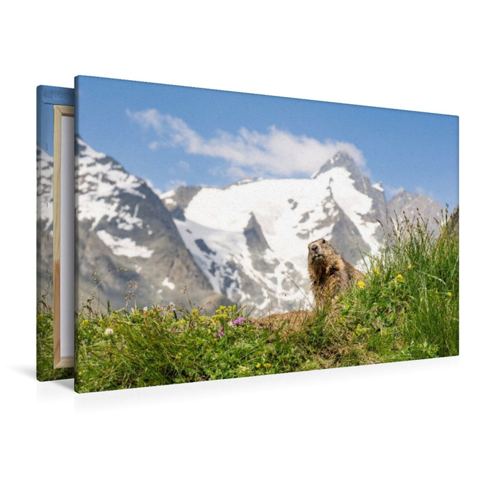 Premium Textil-Leinwand Ein Motiv aus dem Kalender Mankei Momente am Großglockner- Murmeltiere auf der Franz-Josefs-Höhe