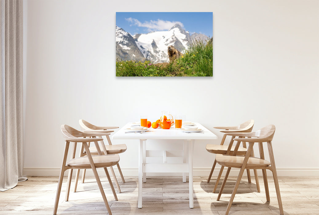 Premium Textil-Leinwand Ein Motiv aus dem Kalender Mankei Momente am Großglockner- Murmeltiere auf der Franz-Josefs-Höhe