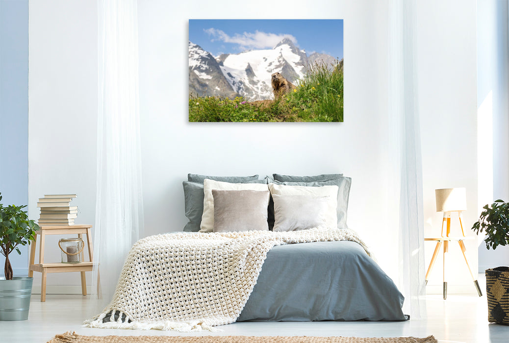 Premium Textil-Leinwand Ein Motiv aus dem Kalender Mankei Momente am Großglockner- Murmeltiere auf der Franz-Josefs-Höhe