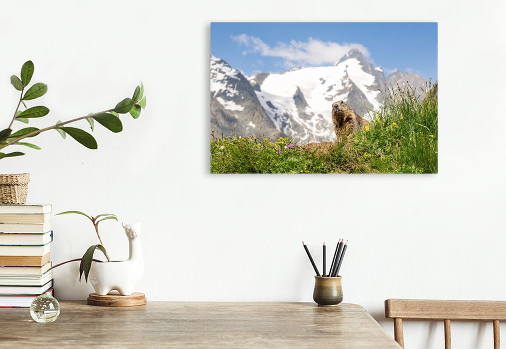 Premium Textil-Leinwand Ein Motiv aus dem Kalender Mankei Momente am Großglockner- Murmeltiere auf der Franz-Josefs-Höhe