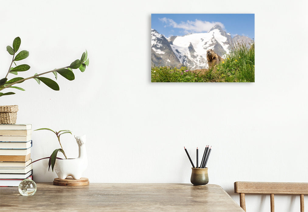 Premium Textil-Leinwand Ein Motiv aus dem Kalender Mankei Momente am Großglockner- Murmeltiere auf der Franz-Josefs-Höhe