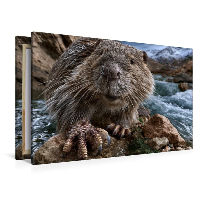 Premium Textil-Leinwand Greifotter