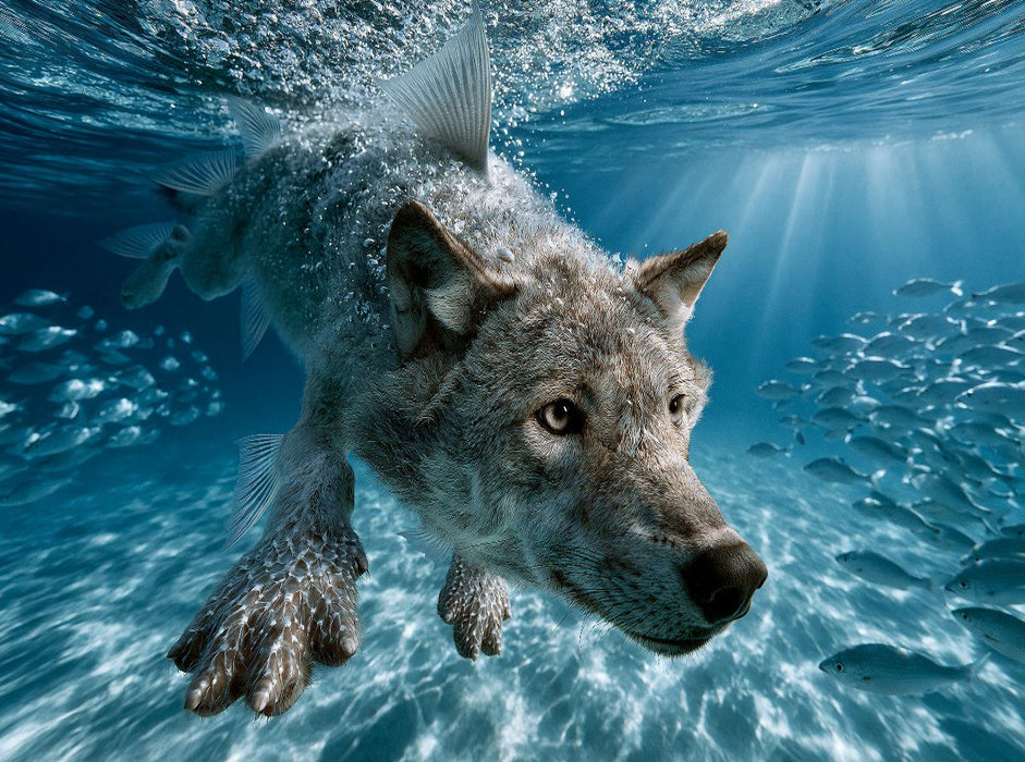 Meereswolf - CALVENDO Foto-Puzzle'
